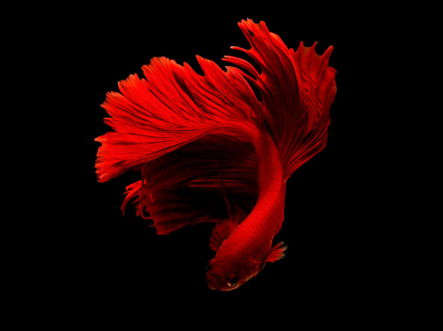 betta fish