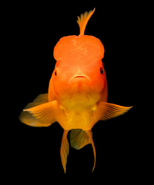 Taiyo Category Fish Food Image