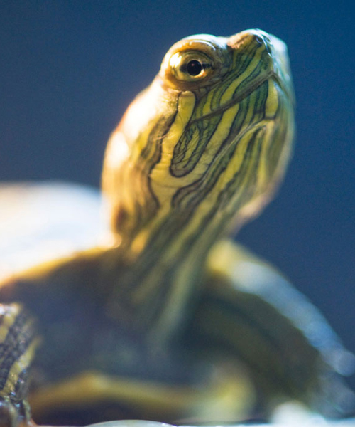Taiyo Category Turtle Food Image